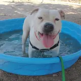 Adopta a Mara