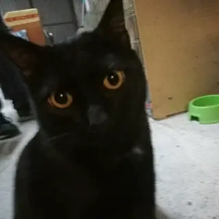 Gordo