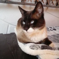 Adopta a Azulete Ro