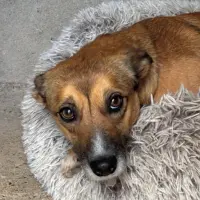 Adopta a Molly