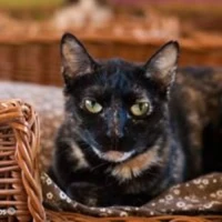 Adopta a Lana Caramelizada