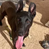 Adopta a Chocolate