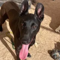 Adopta a Chocolate