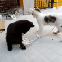 Adopta a Gatitos
