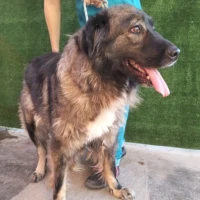 Adopta a Molly