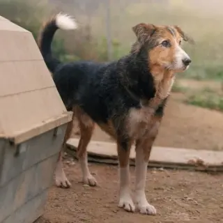 Percival