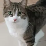 Adopta a Leo