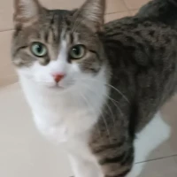 Adopta a Leo