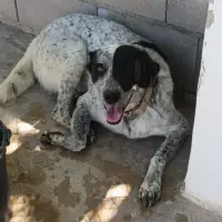 Adopta a Lisi, Perrita Adulta Tlf 645978718