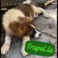 Adopta a Trapel.la