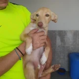 Adopta a Miguelito, Cachorro Pequeño En Adopción