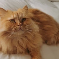 Adopta a Willow Y Khalessi