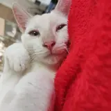 Adopta a Zeus