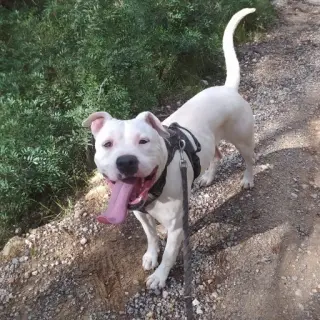 Chulo