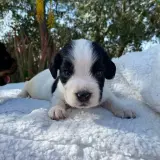 Adopta a Dominique