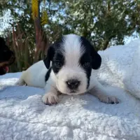 Adopta a Dominique