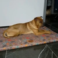 Adopta a Chuky