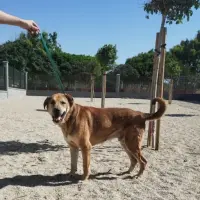 Adopta a Viejito