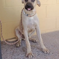 Adopta a Connor