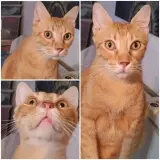 Adopta a Pufy