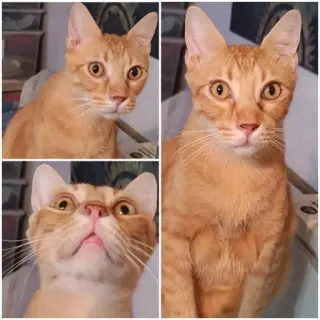 Pufy