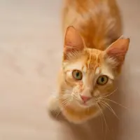 Adopta a Tiger