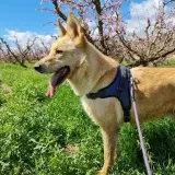 Adopta a Horus