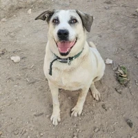 Adopta a Shiva