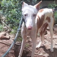 Adopta a Pelopín