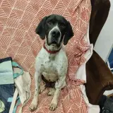 Adopta a Flobert