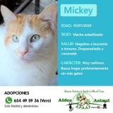 Adopta a Mickey