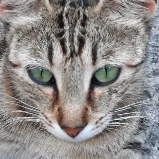 Nina