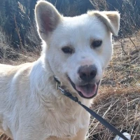 Adopta a Blanquet