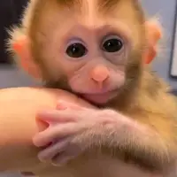 Adopta a Mola(Our Baby Monkey)