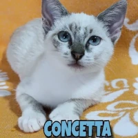 Adopta a Concetta