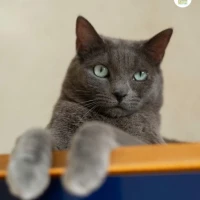Adopta a Jera