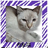 Adopta a Perlita