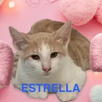 Adopta a Estrella
