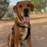 Adopta a Max