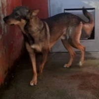 Adopta a Draco
