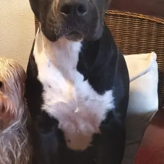 Maya