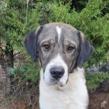 Adopta a Hans