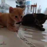 Adopta a Lorquinas😄💖 (Aún Sin Nombre)