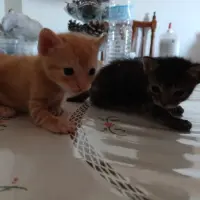 Adopta a Lorquinas😄💖 (Aún Sin Nombre)
