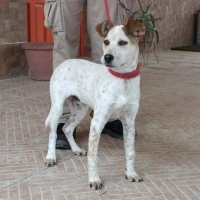 Adopta a Dakar