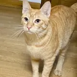 Adopta a Neko