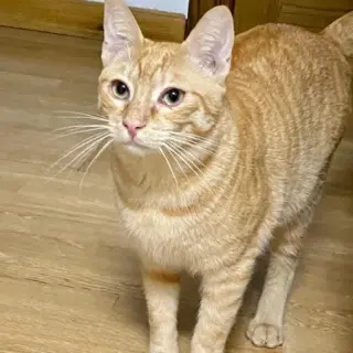 Neko