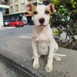 Adopta a Jess