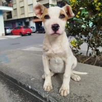 Adopta a Jess
