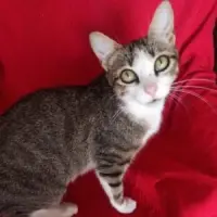 Adopta a Misha